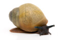Archachatina marginata icterica Nigeria juvenil